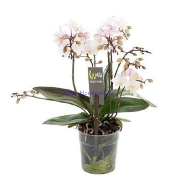 Орхидея Фаленопсис Wild Один из самых изысканных видов орхидей.