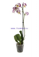 Орхидея Фаленопсис 1 стебель МИКС