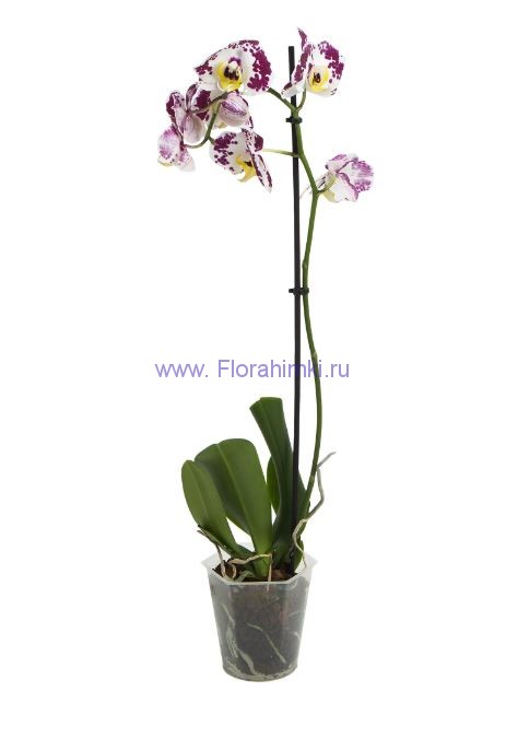 Орхидея Фаленопсис 1 стебель МИКС Один из самых изысканных видов орхидей.