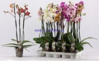 Орхидея Фаленопсис 3 стебля МИКС