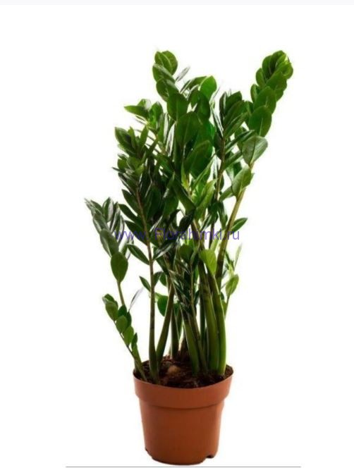 Замиокулкас микс 24х90 см. Растение для вашего офиса - Замиокулкас