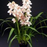 Орхидея Цимбидиум МИКС - large_Цимбидиум_Х4-5._Микс_.jpg