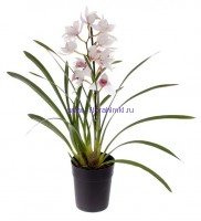 Орхидея Цимбидиум МИКС