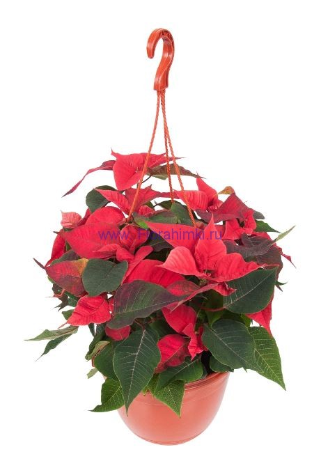 Пуансеттия микс кашпо 21 см. Растение для вашего офиса Пуансеттия красная подвесная 