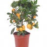 Апельсиновое дерево - citrofunella_calamondin.jpg