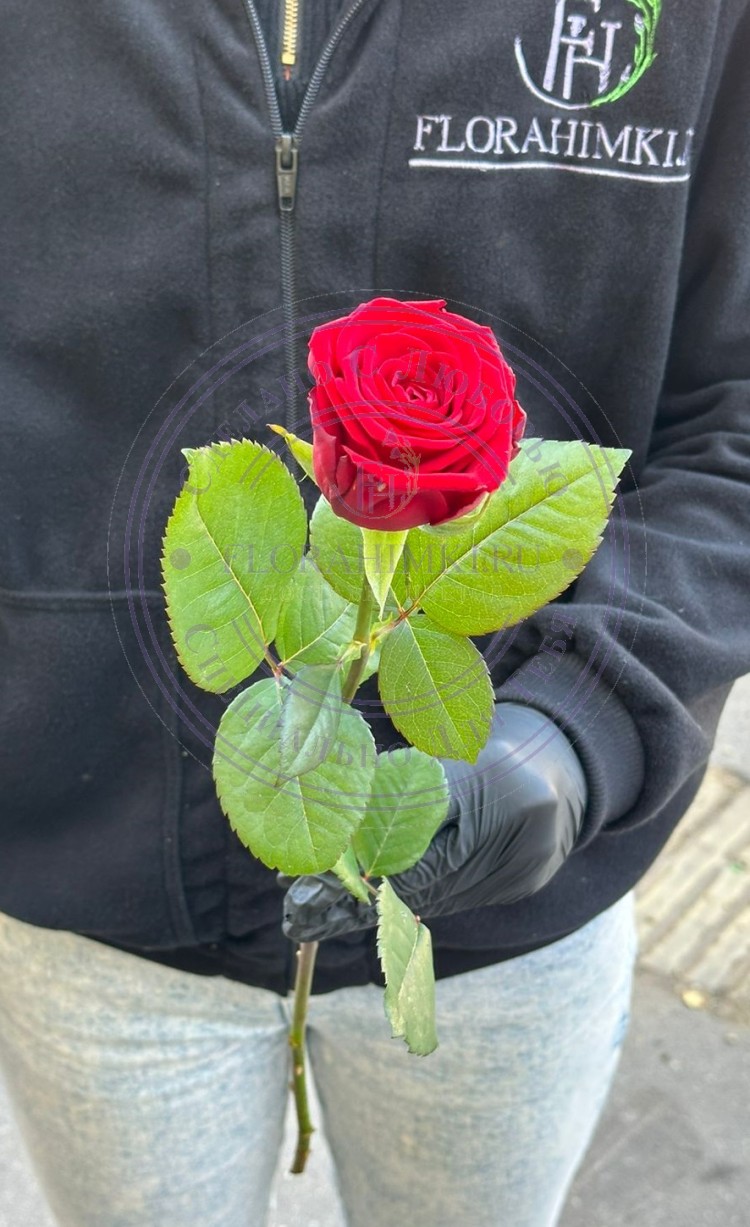 Роза красная Ред Наоми (Red Naomi) Красная роза  50-60 см.