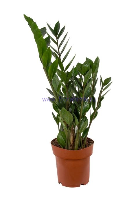 Замиокулкас 17х60 см. Растение для вашего офиса - Замиокулкас