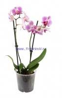 Орхидея Фаленопсис 2 стебля МИКС