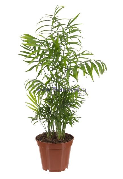 Хамедорея Элеганс 17х55 см. Растение для офиса Хамедорея Элеганс