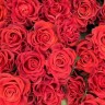 Букет из 51 розы Эль Торо (El Toro) - Букет из 51 розы Эль Торо (El Toro)