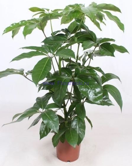 Шеффлера Амате 24х110 см. Растения для офиса Шеффлера Амате