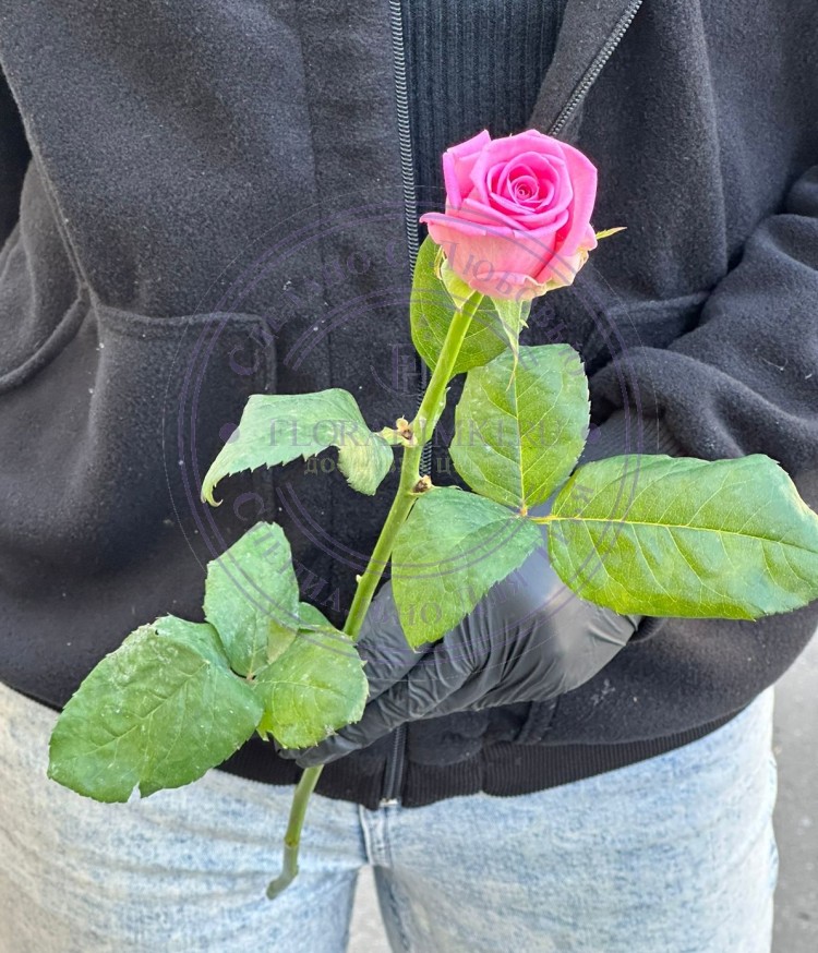 Роза розовая Аква (Aqua) Розовая роза Аква, ярко розовый насыщенный цвет