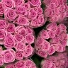 Роза розовая Аква (Aqua) - Роза розовая Аква (Aqua)