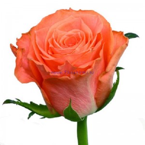 Роза оранжевая Вау (WOW)