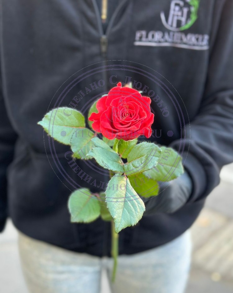 Роза красно-кирпичного цвета Эль Торо (El Toro) купить розы России